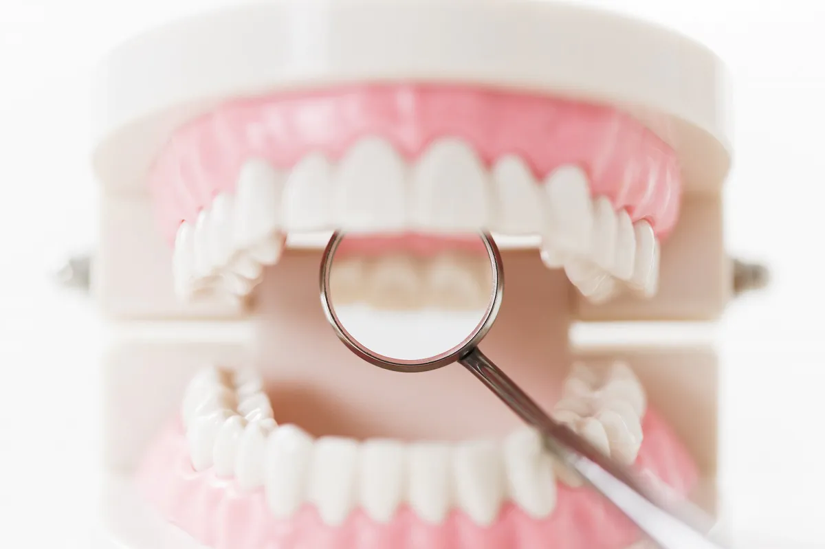 歯周組織の健康を保てる